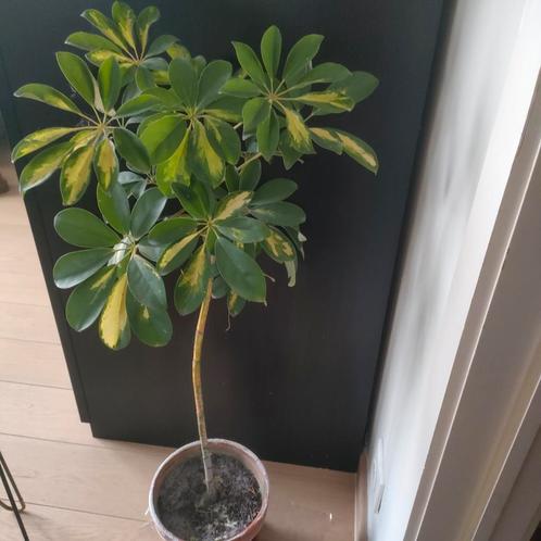 Schefflera, Huis en Inrichting, Kamerplanten, Ophalen