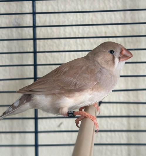 Jonge mannelijke zebravink bruin drager oranjeborst ring2025, Dieren en Toebehoren, Vogels | Overige Vogels, Mannelijk, Geringd
