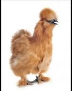 Zijdehoender hennen, Dieren en Toebehoren, Pluimvee