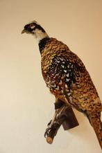 Taxidermie opgezette koningsfazant, Verzamelen, Dierenverzamelingen, Ophalen of Verzenden, Gebruikt, Opgezet dier
