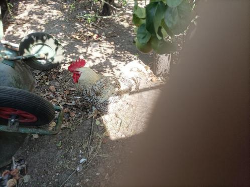 pluimvee   haan   mechelse koekoek, Dieren en Toebehoren, Pluimvee, Overige soorten, Mannelijk