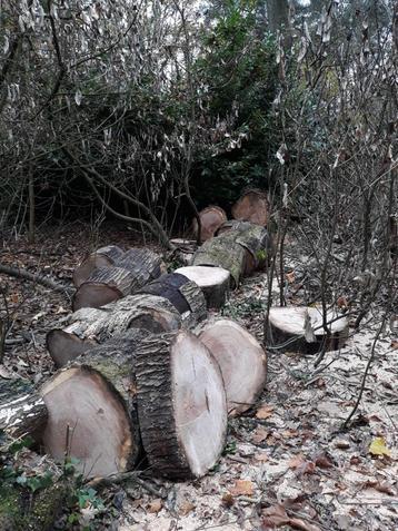 Brandhout eik beschikbaar voor biedingen