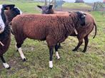 Zwartbles dekram schaap, Animaux & Accessoires, Moutons, Chèvres & Cochons, Mouton