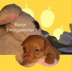 Dwergpinscher / Praagse rattler pups, Dieren en Toebehoren, CDV (hondenziekte), Meerdere, 8 tot 15 weken, Meerdere dieren