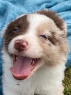 Unieke border collie pups, Dieren en Toebehoren, Honden | Herdershonden en Veedrijvers, CDV (hondenziekte), Meerdere, 8 tot 15 weken