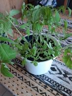 16 plants de tomates Brutus, Enlèvement