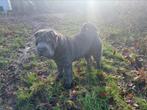 Blauw Shar-Pei teefje gesteriliseerd met stamboom, Dieren en Toebehoren, België, Particulier, Overige rassen, CDV (hondenziekte)