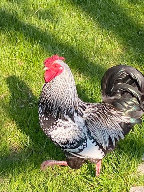 Haan kruising Wyandotte kriel, Dieren en Toebehoren, Pluimvee, Kip, Mannelijk