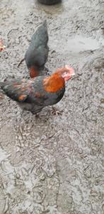 Marans koperhals hanen, Dieren en Toebehoren, Pluimvee, Mannelijk, Kip