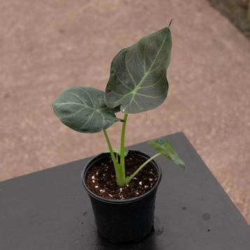 Alocasia Regal Shield knollen beschikbaar voor biedingen