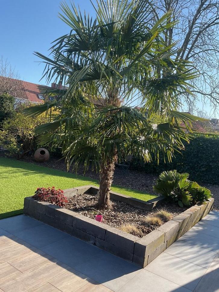 Palmboom Trachycarpus Fortunei (Chinese waaierpalm), Tuin en Terras, Planten | Bomen, Palmboom, 100 tot 250 cm, Volle zon, Zomer