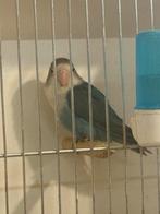 Agapornis fischeri blauw, Dieren en Toebehoren, Geslacht onbekend, Dwergpapegaai of Agapornis