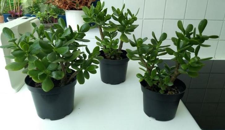 Crassula ovata - Jadeplant (kamerplant), Huis en Inrichting, Kamerplanten, Vetplant, In pot, Ophalen