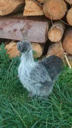 Zijdehoender kriel kippen jonge hennen beschikbaar, Poule ou poulet, Femelle