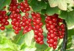 Ribes rubrum (rode aalbes, rode bes, trosbes), Ophalen, Volle zon, Vaste plant, Zomer