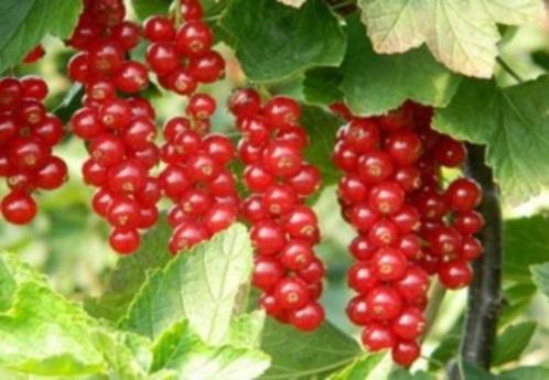 Ribes rubrum (rode aalbes, rode bes, trosbes), Tuin en Terras, Planten | Tuinplanten, Vaste plant, Fruitplanten, Volle zon, Zomer