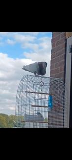 Jiennense, Animaux & Accessoires, Oiseaux | Pigeons