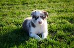 Red Merle/bruine Border collie puppies geboren op boerderij, Dieren en Toebehoren, België, Particulier, CDV (hondenziekte), 8 tot 15 weken