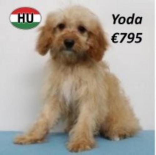 Cavapoo (rood - abrikoos) pups te koop, Dieren en Toebehoren, Honden | Chihuahua's en Gezelschapshonden, Meerdere dieren, Overige rassen