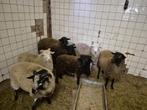 Rammen te koop, Mannelijk, Schaap, 0 tot 2 jaar
