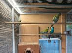 Gezocht  koppel hoodeds, Dieren en Toebehoren