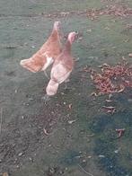 Rode Ardenner Kalkoenen, Dieren en Toebehoren, Pluimvee