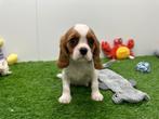 Cavalier King Charles Spaniel pups, Dieren en Toebehoren, Honden | Retrievers, Spaniëls en Waterhonden, België, 8 tot 15 weken