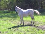 Heel mooi vliegschimmel paard, Minder dan 160 cm, Zadelmak, 7 tot 10 jaar, Recreatiepaard