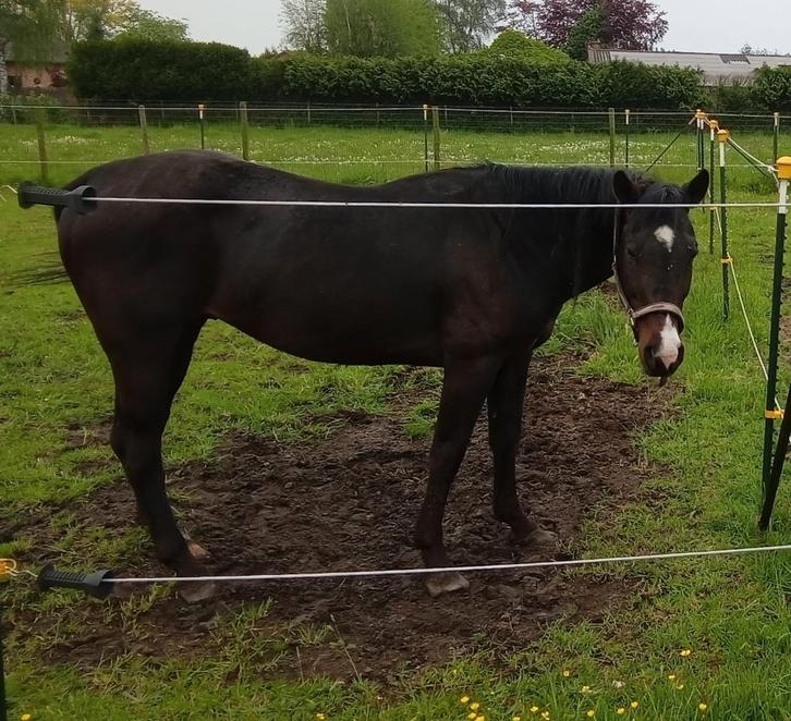 Quarter Horse Hengst, Dieren en Toebehoren, Overige Dieren, Mannelijk, Mei