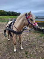 Mini appaloosa x amha, Dieren en Toebehoren, Merrie