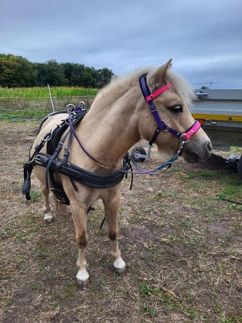 Mini appaloosa x amha, Dieren en Toebehoren, Paarden, Merrie