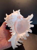 Coquillage Chicoreus ramosus L, Collections, Minéraux & Fossiles, Enlèvement ou Envoi, Coquillage(s)