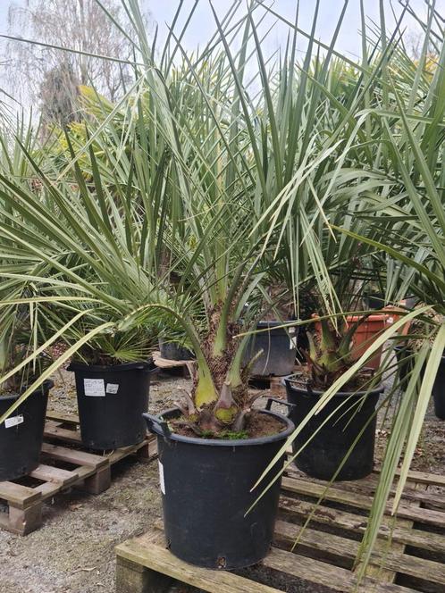 Palmboom Butia Capitata, Tuin en Terras, Planten | Bomen, Palmboom, Ophalen