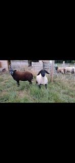 STAMBOEK SUFFOLKS, Dieren en Toebehoren, Mannelijk, Schaap, 0 tot 2 jaar