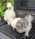 Witte zijdehoender haan, Dieren en Toebehoren, Geslacht onbekend, Kip