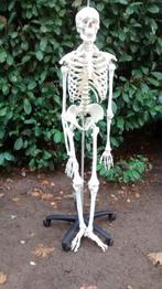 skelet, Diversen, Ophalen