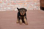 Superbes chiots Welsh Terrier (parents présents !), Animaux & Accessoires, Chiens | Jack Russell & Terriers, Parvovirose, Plusieurs
