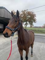 Recreatiepaard, Dieren en Toebehoren, Paarden, Gechipt, Ruin, Zadelmak, 3 tot 6 jaar