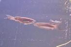 6 zebra danios te koop, Poisson, Poisson d'eau douce