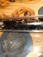 Camponotus piceus mieren kolonie, Mieren