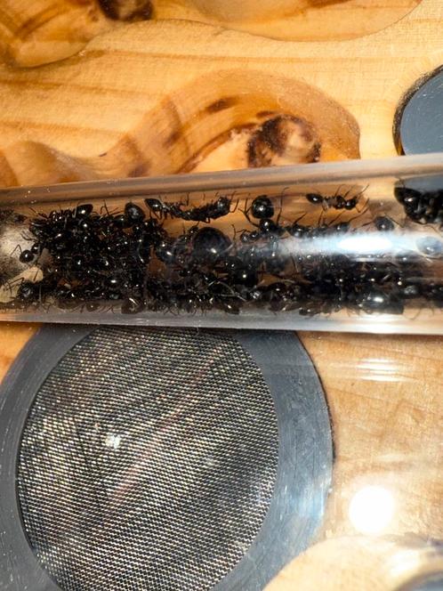 Camponotus piceus mieren kolonie, Dieren en Toebehoren, Insecten en Spinnen, Mieren