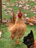 Zeer mooi opgericht Serama zijdeveer haantje van  juni 25