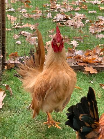Zeer mooi opgericht Serama zijdeveer haantje van  juni 25 beschikbaar voor biedingen