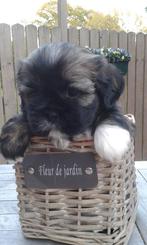 Shih Tzu pups, Dieren en Toebehoren, Honden | Chihuahua's en Gezelschapshonden, Parvo, België, Overige rassen, 8 tot 15 weken