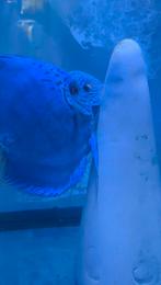 Couple discus réflexion deep, Poisson, Poisson d'eau douce