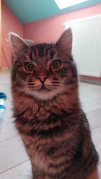 Main Coon Tiger, 2 jaar, kater, Dieren en Toebehoren, Kater, Gechipt, 0 tot 2 jaar