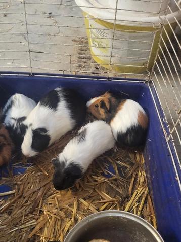 Mannelijke cavia's  beschikbaar voor biedingen