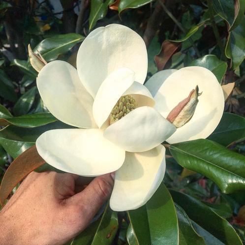 Magnolia grandiflora Bracken's Brown Beauty / Nieuw ‼️‼️, Jardin & Terrasse, Plantes | Arbres, Enlèvement