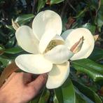 Magnolia grandiflora Bracken's Brown Beauty / Nieuw ‼️‼️, Tuin en Terras, Planten | Bomen, Ophalen