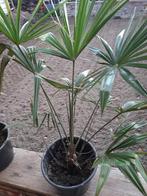 Palmier, Tuin en Terras, Planten | Bomen, In pot, Minder dan 100 cm, Lente, Volle zon
